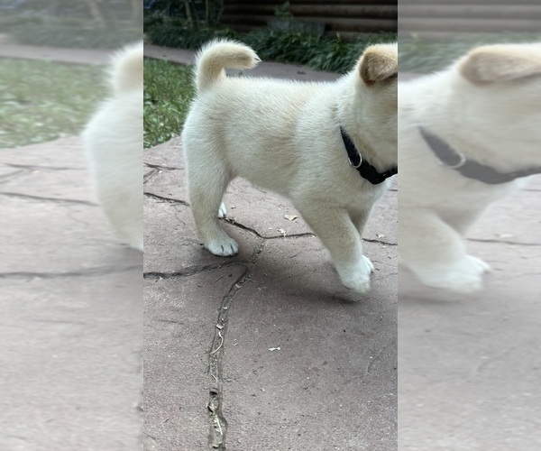 Medium Photo #29 Shiba Inu Puppy For Sale in NEW ATHENS, IL, USA