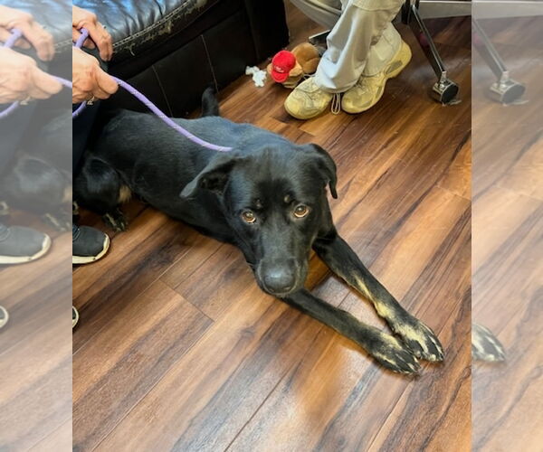 Medium Photo #5 Labrador Retriever-Unknown Mix Puppy For Sale in Mt. Laurel, NJ, USA