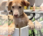 Small #12 Mutt