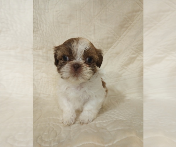 Medium Photo #6 Shih Tzu Puppy For Sale in ALLENSVILLE, KY, USA