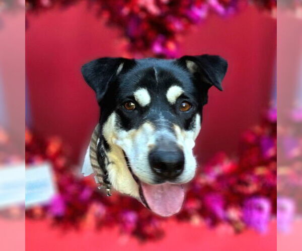 Medium Photo #2 Shollie Puppy For Sale in Long Beach, CA, USA