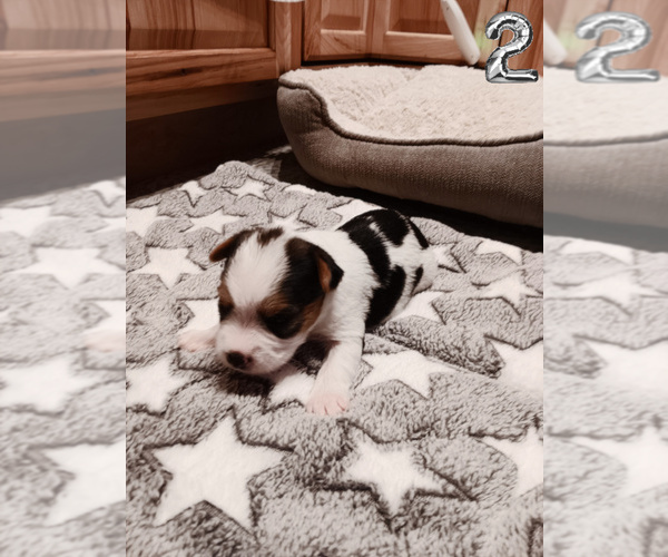 Medium Photo #3 Biewer Yorkie Puppy For Sale in GRANBURY, TX, USA