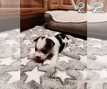 Small Photo #3 Biewer Yorkie Puppy For Sale in GRANBURY, TX, USA