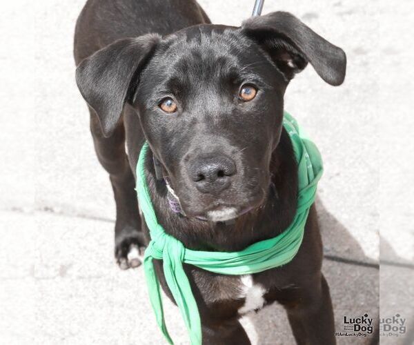 Medium Photo #5 Labrador Retriever-Unknown Mix Puppy For Sale in Washington, DC, USA