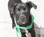 Small #4 Labrador Retriever Mix