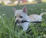 Small Chihuahua