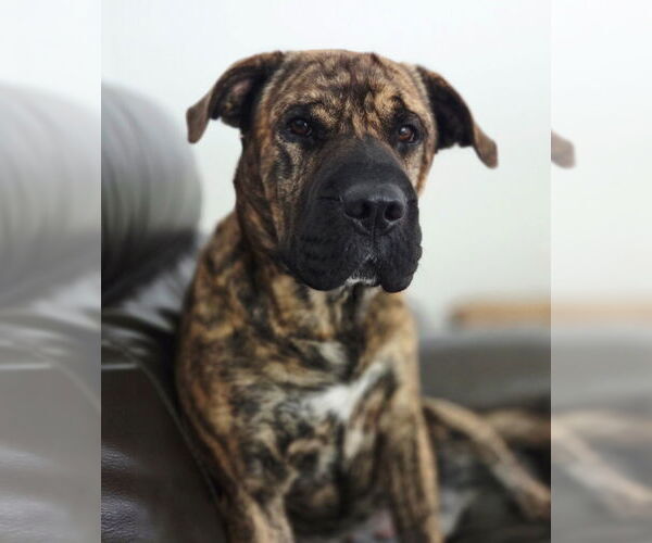 Medium Photo #3 Chow Chow-Unknown Mix Puppy For Sale in Muskegon, MI, USA