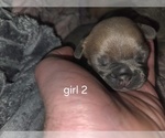 Small #6 French Bulldog