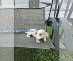 Small #4 Chiweenie