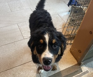 Bernese Mountain Dog Puppy for sale in PORT REPUBLIC, MD, USA