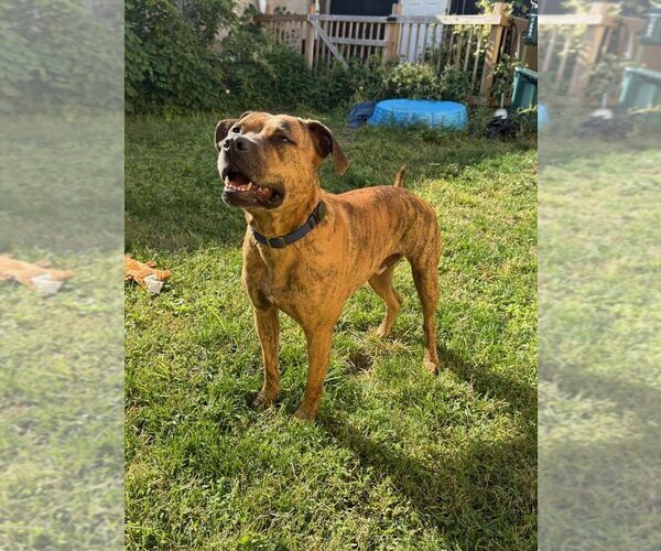 Medium Photo #1 Boxer-Unknown Mix Puppy For Sale in Jackson Township, NJ, USA