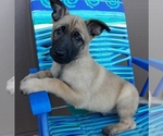 Small Photo #15 Belgian Malinois Puppy For Sale in CORNING, CA, USA