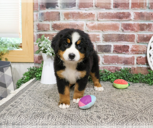 Medium Photo #1 Bernese Mountain Dog Puppy For Sale in SYRACUSE, IN, USA