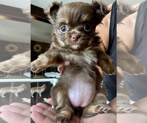 Chihuahua Puppy for sale in CITRUS HEIGHTS, CA, USA