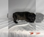 Small #11 French Bulldog