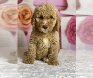 Goldendoodle Puppy for sale in FROSTPROOF, FL, USA