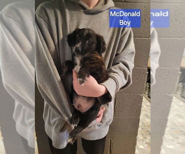 Medium Photo #3 Dachshund-Unknown Mix Puppy For Sale in Aurora, IN, USA