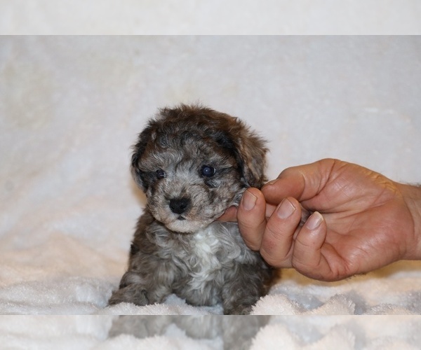 Medium Photo #2 Poodle (Toy) Puppy For Sale in DYERSBURG, TN, USA