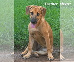 Small #1 Mutt