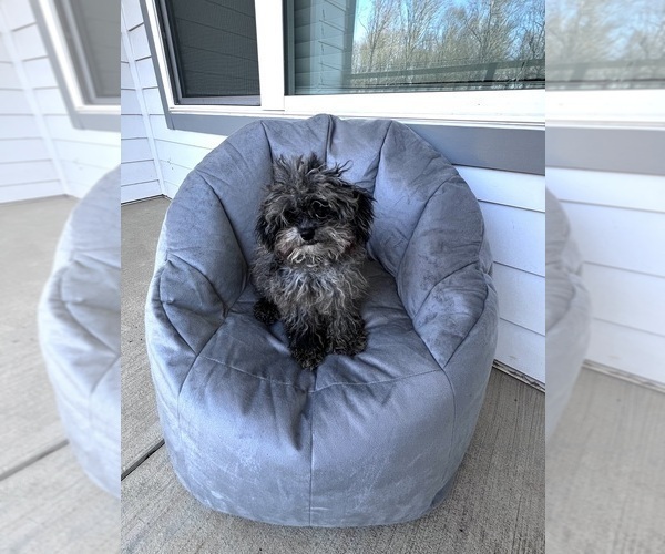 Medium Photo #3 Poodle (Toy) Puppy For Sale in CHARLOTTE, NC, USA