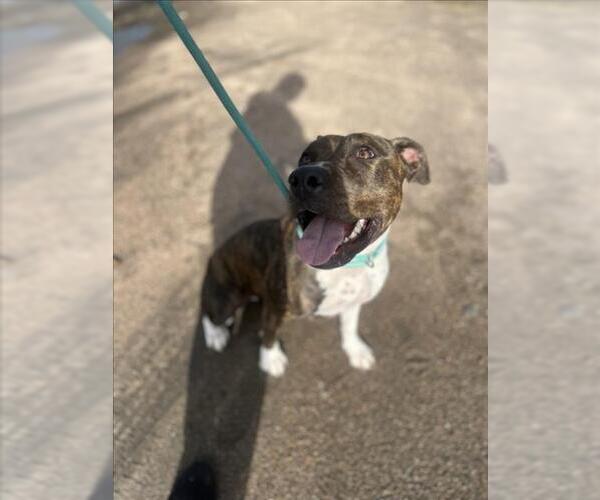 Medium Photo #1 American Pit Bull Terrier-Unknown Mix Puppy For Sale in Fort Collins, CO, USA