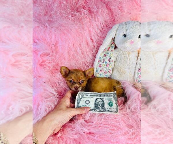 Medium Photo #19 Chihuahua Puppy For Sale in BOSTON, MA, USA