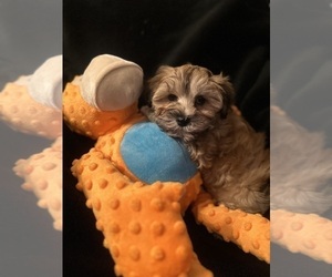 Havanese Puppy for sale in LIVONIA, MI, USA