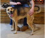 Small #2 German Shepherd Dog Mix