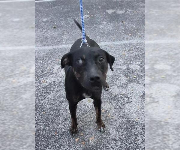 Medium Photo #1 Labrador Retriever-Unknown Mix Puppy For Sale in San Antonio, TX, USA