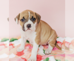 Small Photo #1 Bulloxer Puppy For Sale in Crystal , MN, USA