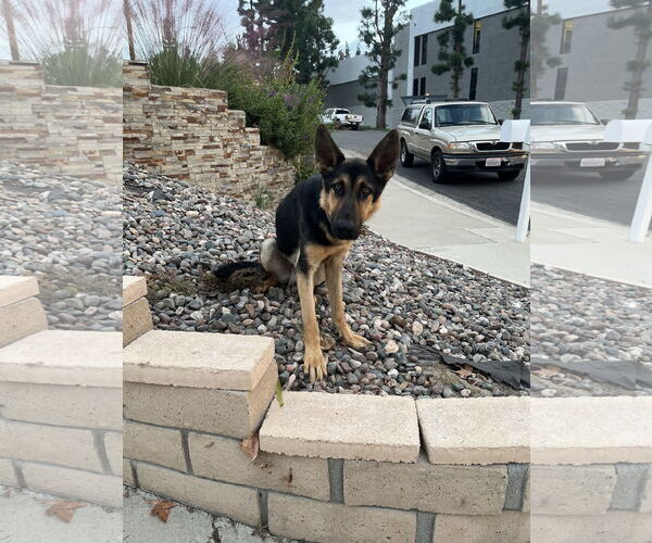 Medium Photo #4 German Shepherd Dog Puppy For Sale in Dana Point, CA, USA