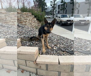 Berlin - Male German Shepherd Dog Dog for Adoption - Photo #4