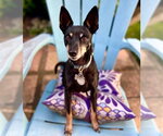 Small #1 Rat Terrier Mix