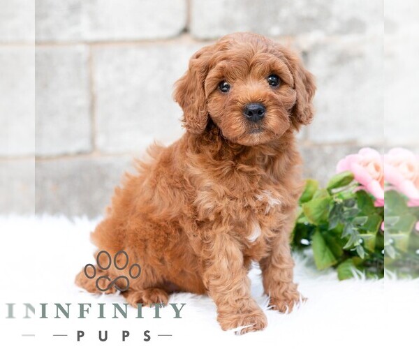 Medium Photo #1 Cavapoo (Miniature) Puppy For Sale in DORNSIFE, PA, USA