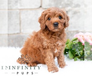 Cavapoo (Miniature) Puppy for sale in DORNSIFE, PA, USA