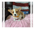 Small #3 Pembroke Welsh Corgi