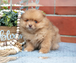 Small Photo #9 Pomeranian Puppy For Sale in DECATUR, IN, USA