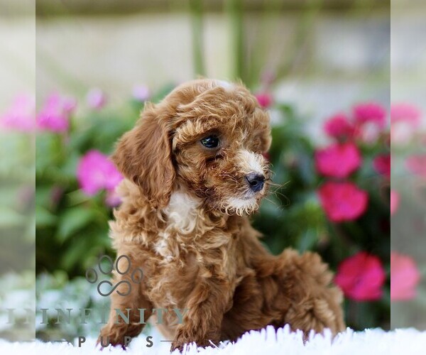 Medium Photo #4 Poodle (Toy) Puppy For Sale in BIRD IN HAND, PA, USA