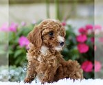 Small #3 Poodle (Toy)