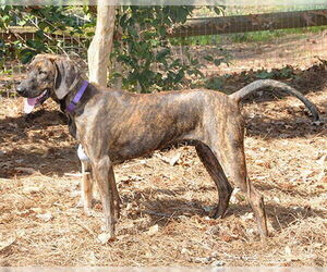 Plott Hound-Unknown Mix Dogs for adoption in Lake Wylie, SC, USA