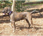 Small Plott Hound Mix