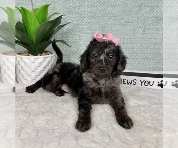 Medium Photo #1 Aussiedoodle Miniature  Puppy For Sale in GREENFIELD, IN, USA