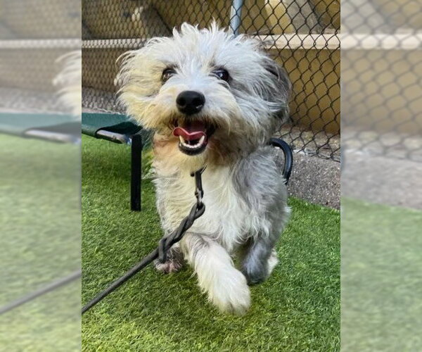 Medium Photo #2 Cairn Terrier-Unknown Mix Puppy For Sale in San Diego, CA, USA