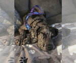 Small Photo #3 Great Dane Puppy For Sale in McCormick, SC, USA