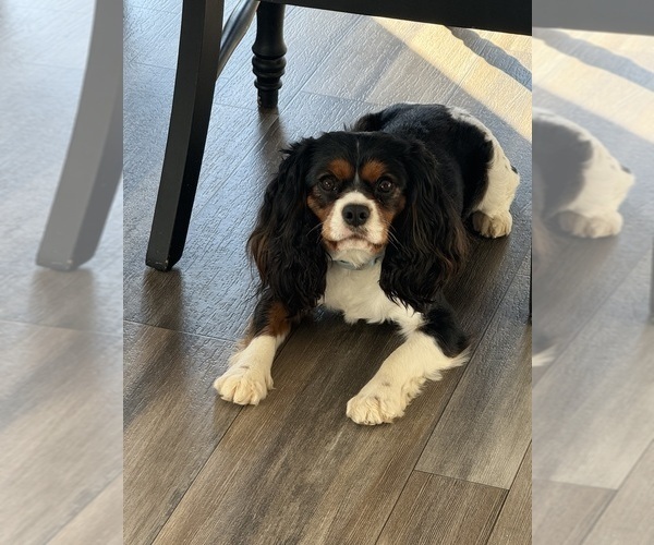 Medium Photo #1 Cavalier King Charles Spaniel Puppy For Sale in INDIAN MOUND, TN, USA