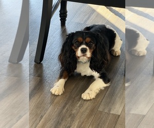 Father of the Cavalier King Charles Spaniel puppies born on 11/12/2025