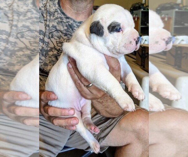 Medium Photo #11 American Bulldog Puppy For Sale in MILLS RIVER, NC, USA