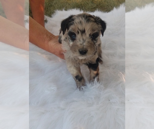 Medium Photo #1 Aussiedoodle Miniature -Unknown Mix Puppy For Sale in VAUGHN, MT, USA