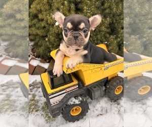 French Bulldog Puppy for sale in MIDDLEBURY, IN, USA