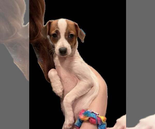 Medium Photo #4 Italian Greyhound-Unknown Mix Puppy For Sale in Arlington, WA, USA